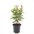 Hypericum i. Magical Red