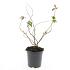 Hypericum kouytchense