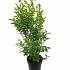 Ligustrum ovalifolium
