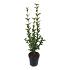 Ligustrum ovalifolium