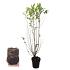 Ligustrum ovalifolium