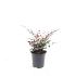 Nandina d. Obsessed