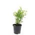Philadelphus 'Manteau d'Hermine'