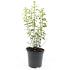 Philadelphus 'Manteau d'Hermine'