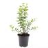 Philadelphus 'Manteau d'Hermine'