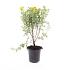Potentilla f. 'Jackman's Variety'