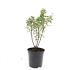 Potentilla f. 'Jackman's Variety'