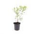 Salix gracilistyla 'Mount Aso'