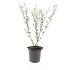 Salix repens
