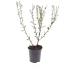 Salix repens