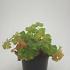 Alchemilla mollis