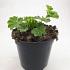 Alchemilla mollis