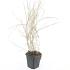 Hakonechloa macra