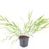 Hakonechloa macra