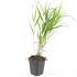 Hakonechloa macra