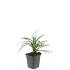 Liriope muscari 'Ingwersen'