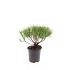 Pinus mugo mugo