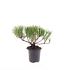 Pinus mugo pumilio