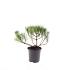 Pinus mugo pumilio