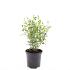 Rosa (P) Yellow Fairy
