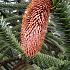 Araucaria araucana