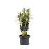 Cephalotaxus h. 'Korean Gold'