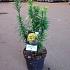 Cephalotaxus h. 'Korean Gold'