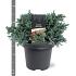Juniperus squamata 'Blue Star'