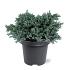 Juniperus squamata 'Blue Star'