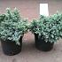 Juniperus squamata 'Blue Star'