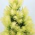 Picea gl. 'Daisy's White'