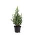 Picea gl. 'Daisy's White'