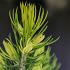 Picea gl. 'Daisy's White'