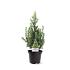 Picea gl. 'Daisy's White'