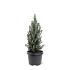 Picea gl. 'Sander's Blue'