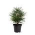 Sciadopitys verticillata