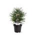 Sciadopitys verticillata
