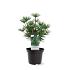 Sciadopitys vert. Green Diamond