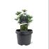 Sciadopitys vert. Green Diamond
