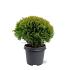 Thuja occ. 'Mirjam'