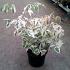 Acer negundo 'Flamingo'