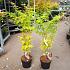 Acer pal. 'Bi-hoo'