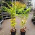 Acer pal. 'Bi-hoo'