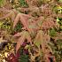 Acer pal. 'Bi-hoo'