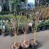 Acer pal. 'Bi-hoo'