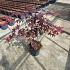 Acer pal. 'Bloodgood'