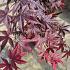 Acer pal. 'Bloodgood'