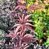 Acer pal. 'Bloodgood'