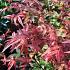 Acer pal. 'Deshojo'
