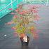 Acer pal. 'Deshojo'